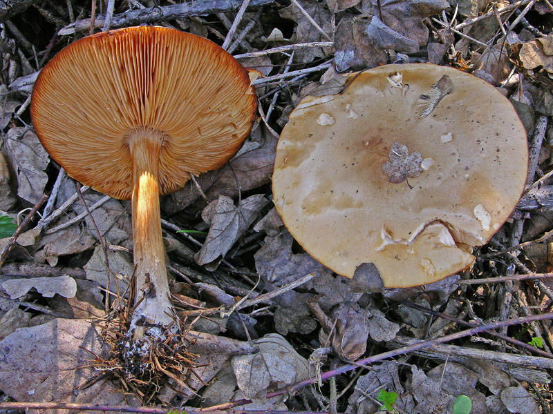 Ritrovamenti, mercoledi 10 aprile.